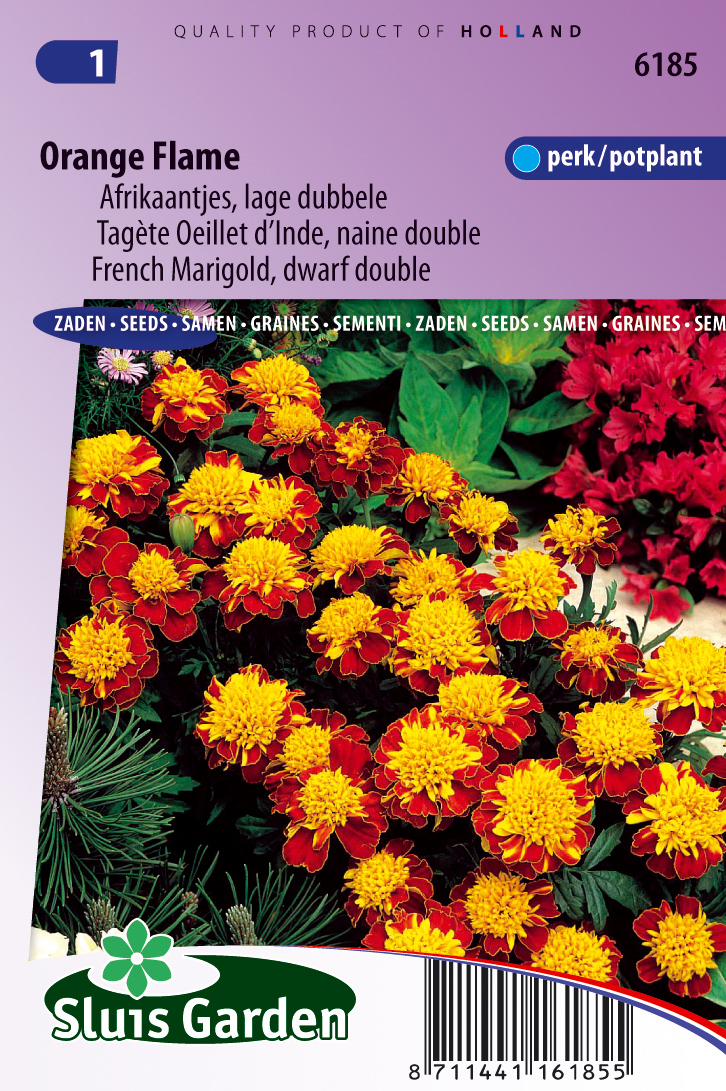 Tagetes patula Orange Flame