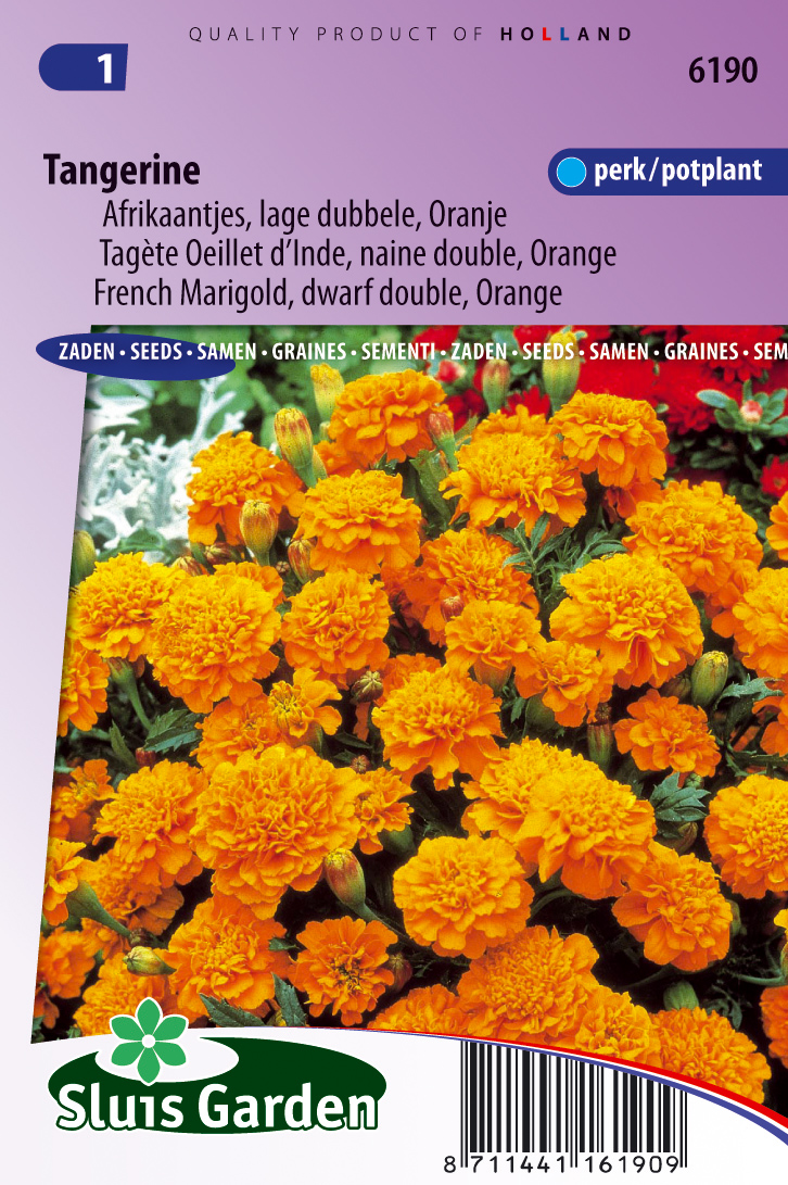 Tagetes patula Tangerine