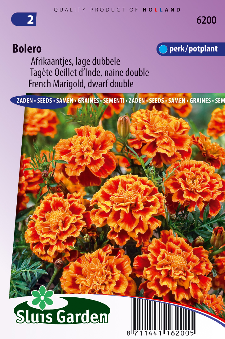 Tagetes patula Bolero