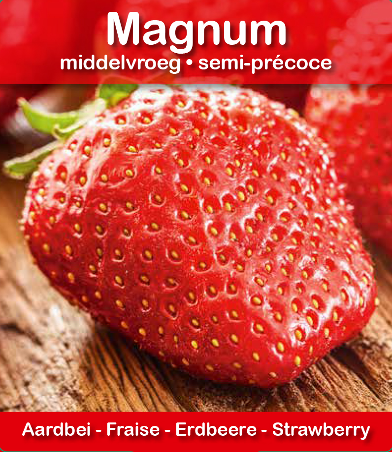 Magnum (tray 15 pot 10,5)