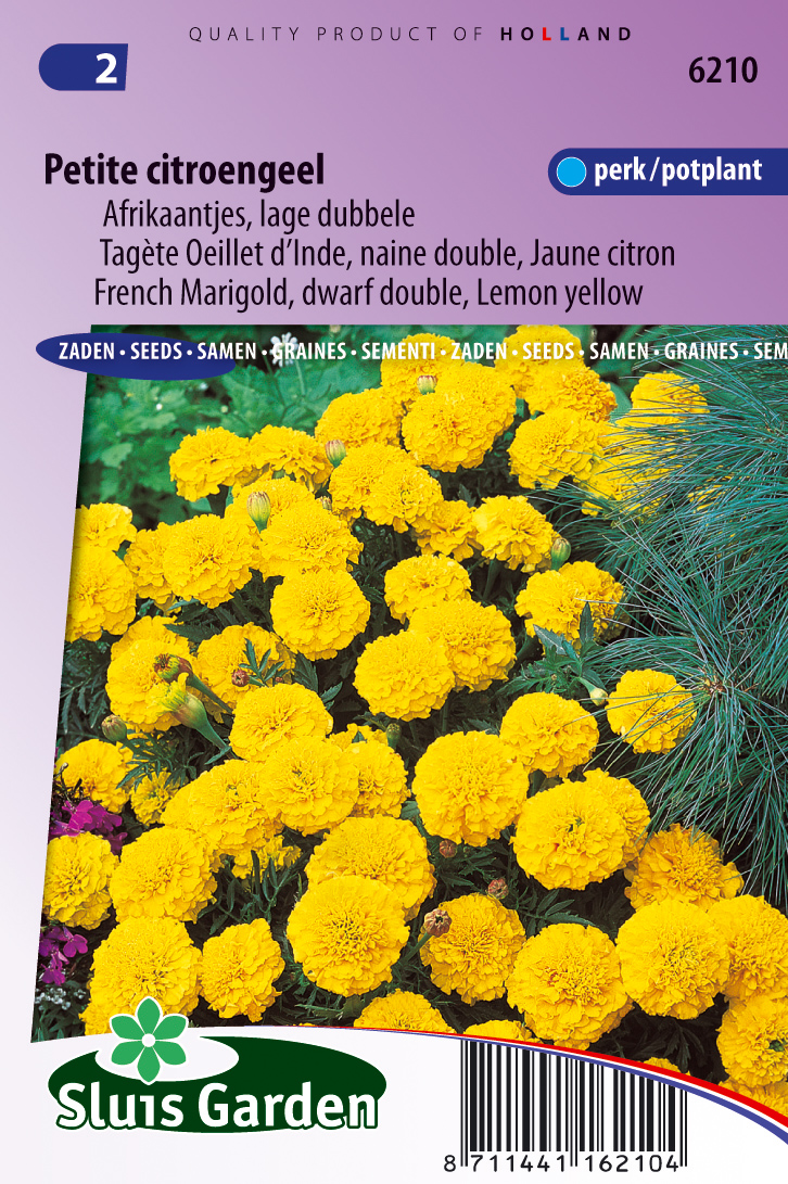 Tagetes patula Petite Yellow