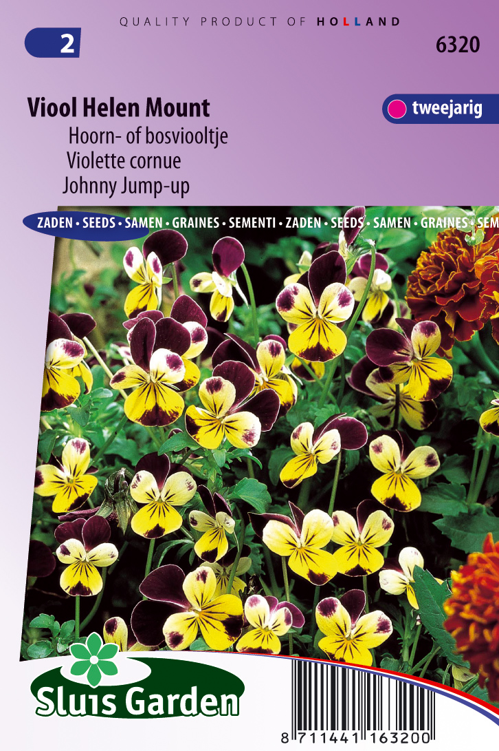 Viola cornuta hybrida Helen Mount