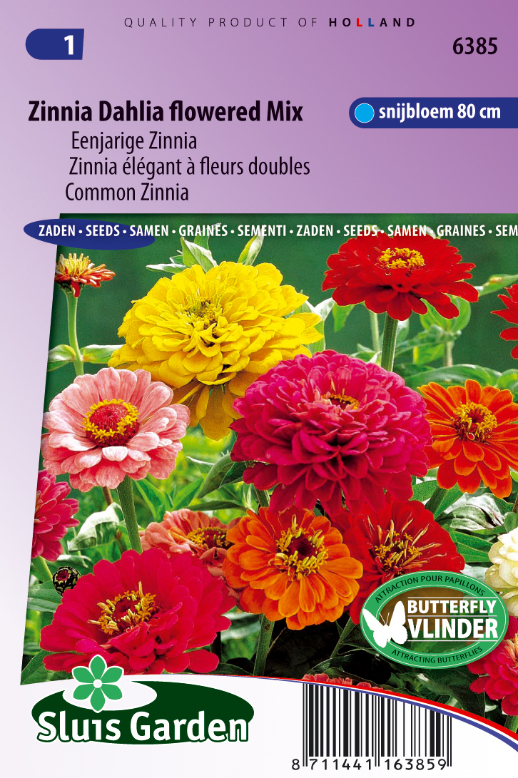 Zinnia elegans Dahliabloemige Reuzen mix