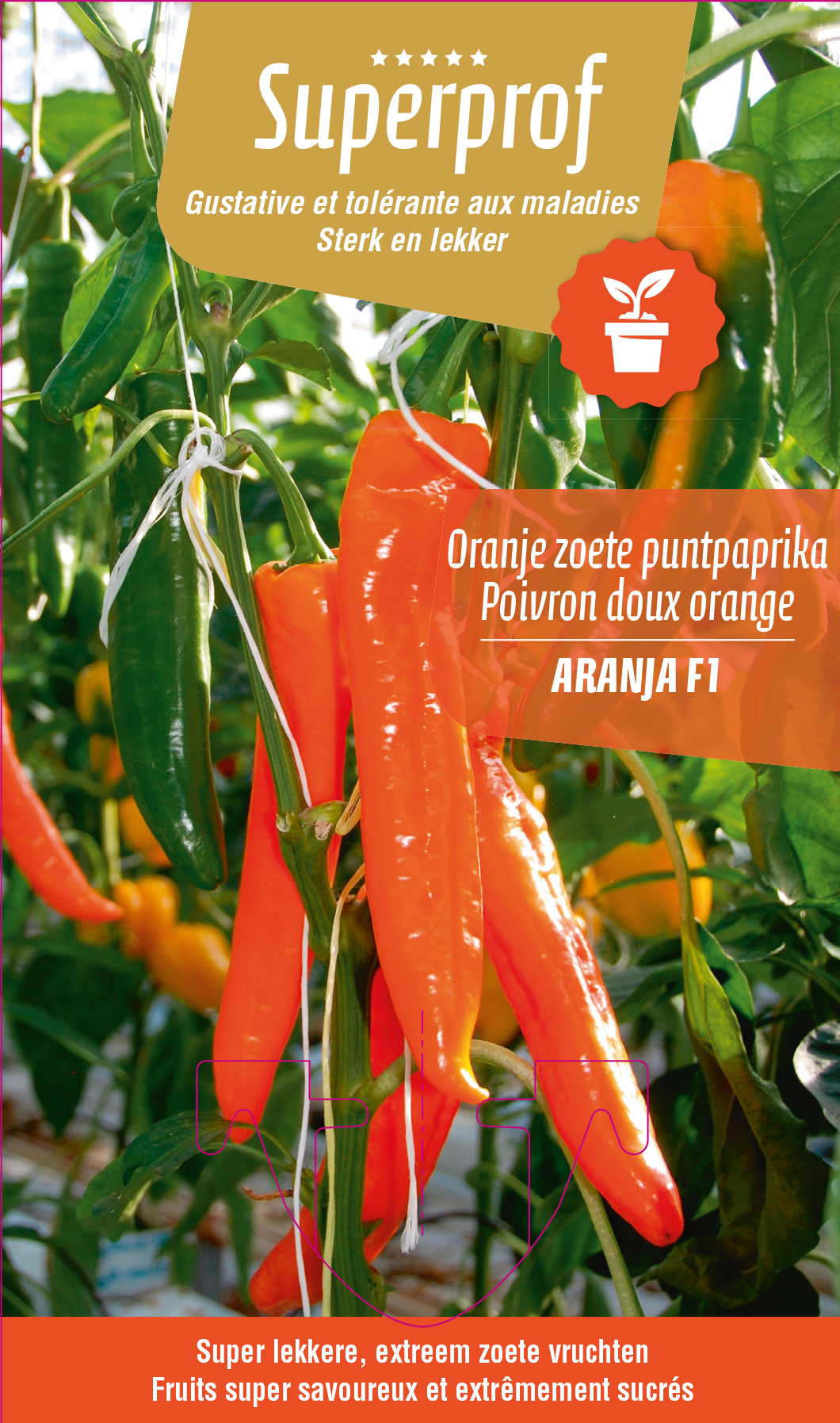 Poivron orange doux (tray 8 pot)