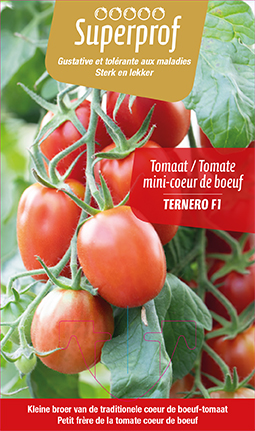 Tomate petit coeur de boeuf Ternero F1  (tray 8 pot)