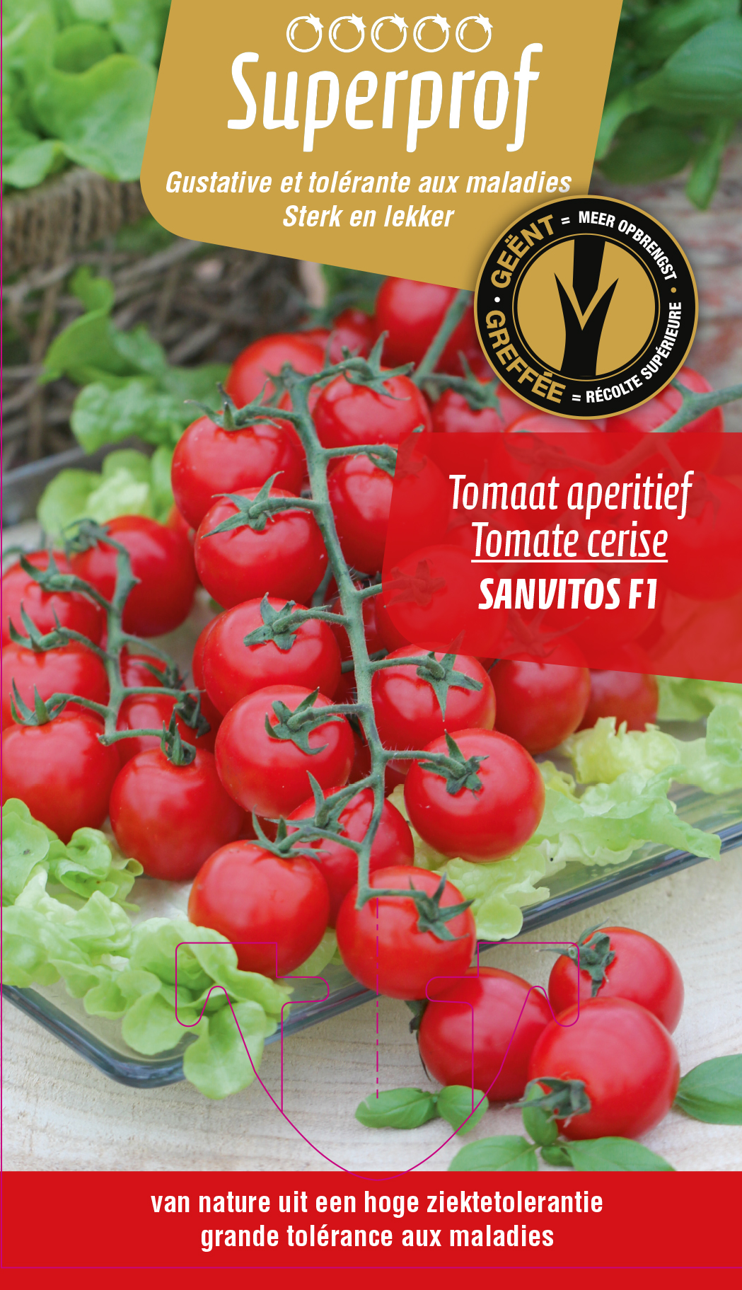 tomate greffée Cerise (tray 8 pot)
