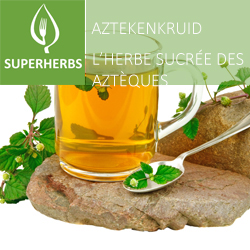 Aztekenkruid (tray 6 pot 14)