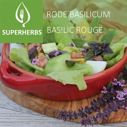Basilic rouge (tray 6 pot 14)