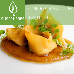Basilicum fijn (tray 6 pot 14)