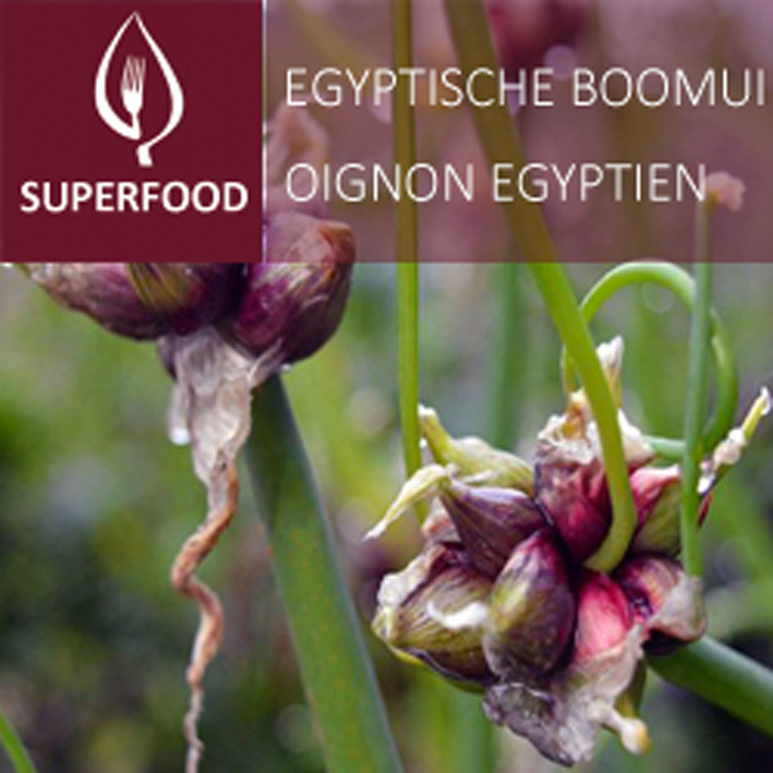 Oignon Egyptien  (tray 6 pot 14)