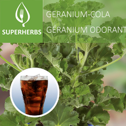 Geranium-cola (tray 6 pot 14)