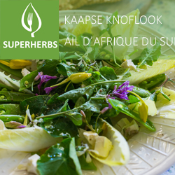 ail d'Afrique de Sud (tray 6 pot 14)
