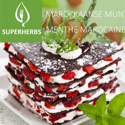Menthe marocaine (tray 6 pot 14)