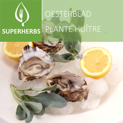 Oesterblad (tray 6 pot 14)