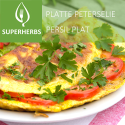Peterselie franse, platte (tray 6 pot 14)