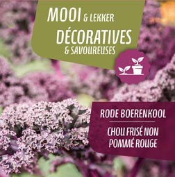 Chou Pommé non frisé rouge (tray 6 pot 14)