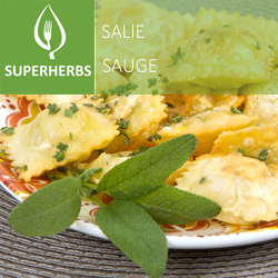 Sauge (tray 6 pot 14)
