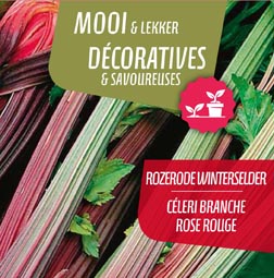 Winterselder Rozerood (tray 6 pot 14)