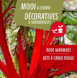 Rode warmoes (tray 6 pot 14)