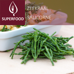 Zeekraal (tray 6 pot 14)