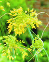 Allium Flavum