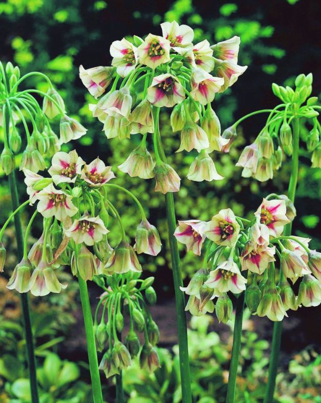 Allium Siculum