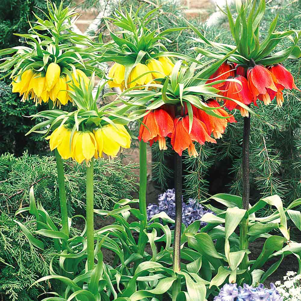 Fritillaria Keizerkroon Mix (par multiples de 100 pièces)