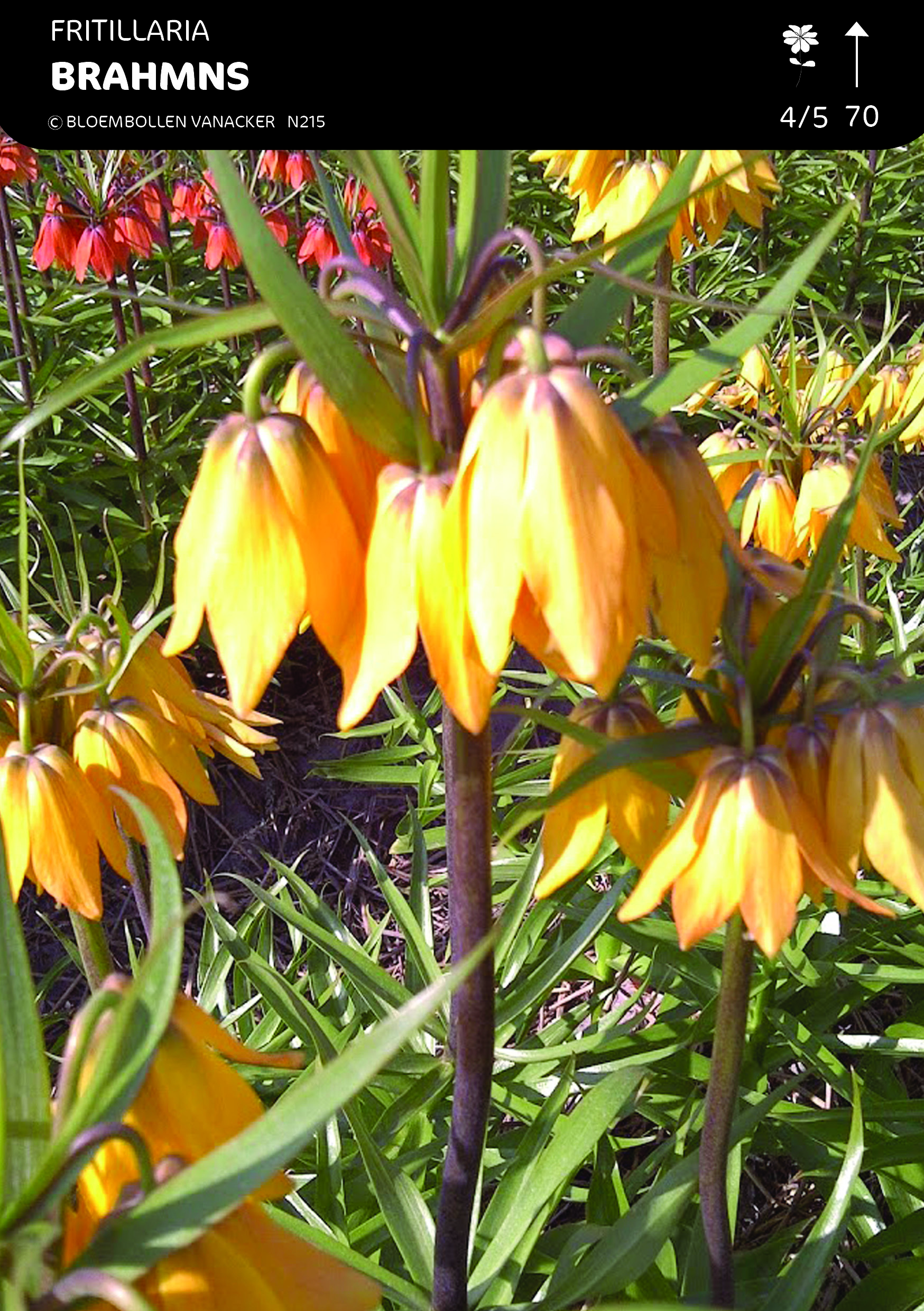 Fritillary Brahms