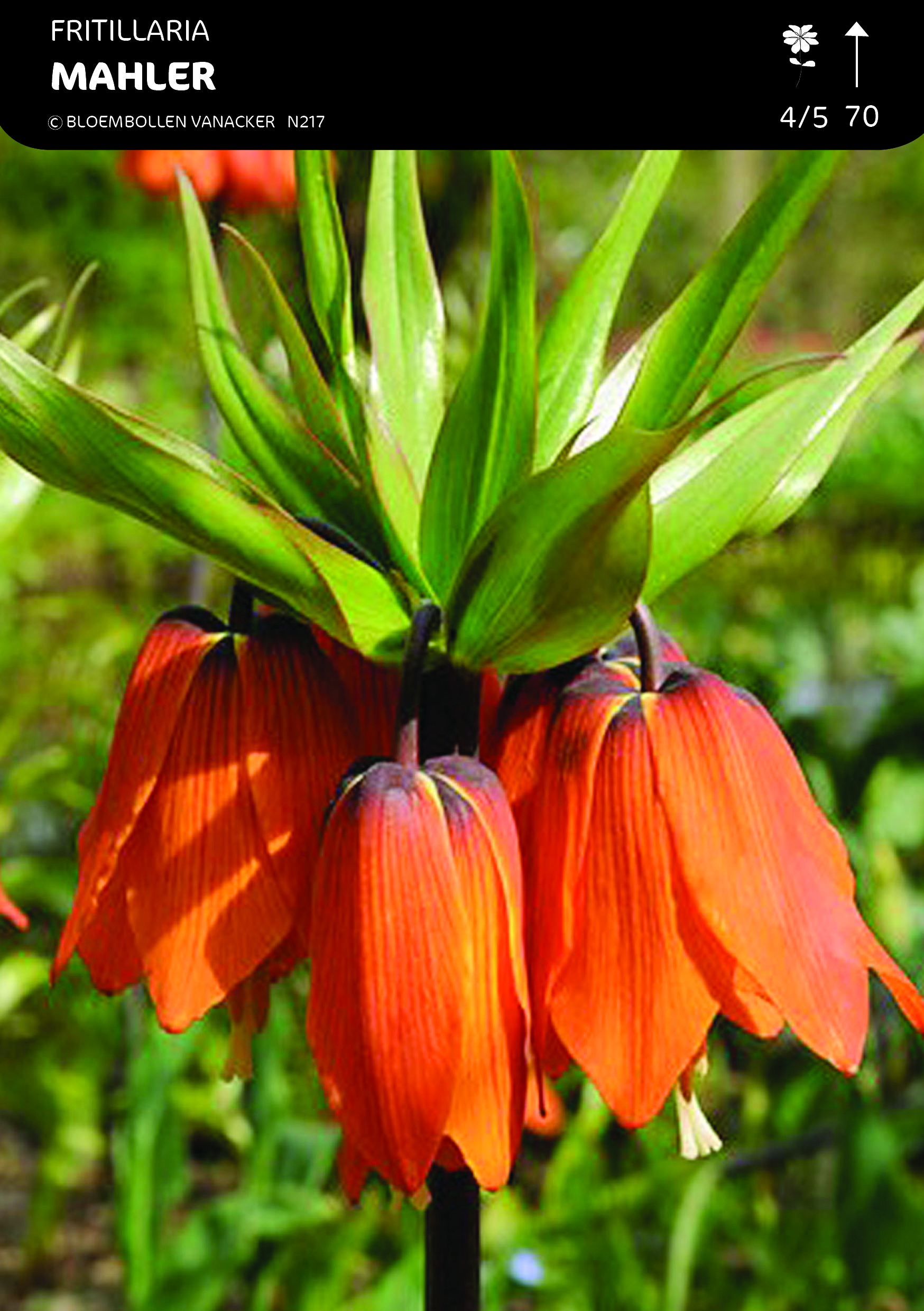 Fritillaria Mahler