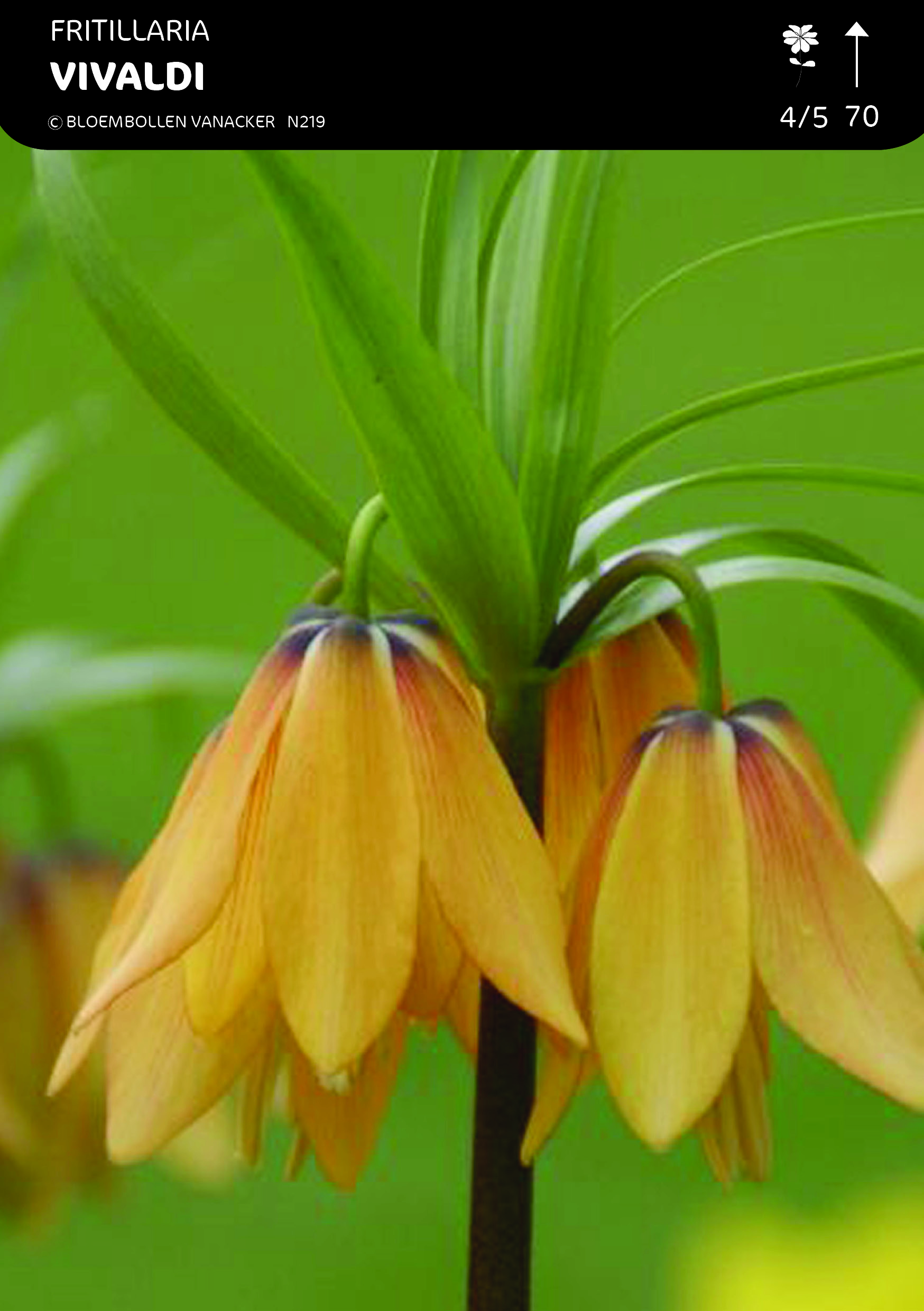 Fritillaria Vivaldi