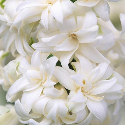 Hyacint Double White