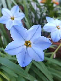 Ipheion Uniflorum Wisley Blue