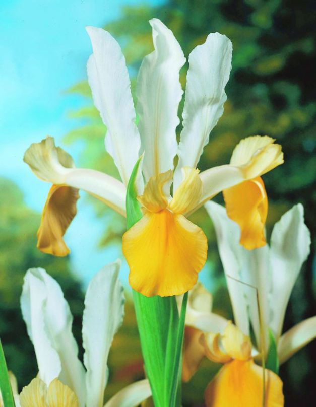 Iris Angel Wings