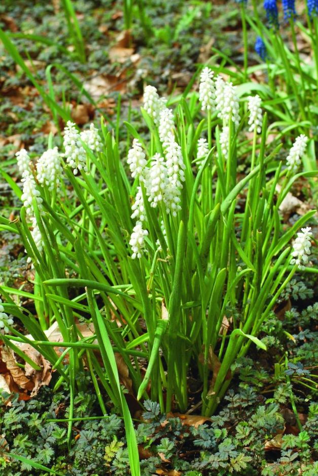 Muscari Botryoides Album