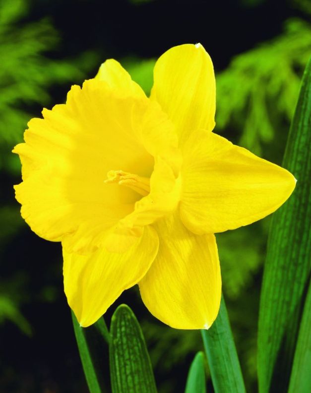 Narcis Golden Harvest