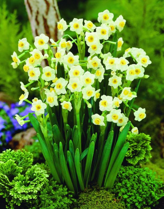 Narcis Avalanche