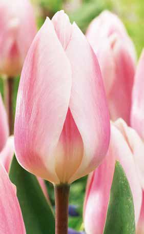 Tulpen Apricot Delight