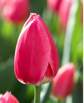 Tulpen Rosy Delight