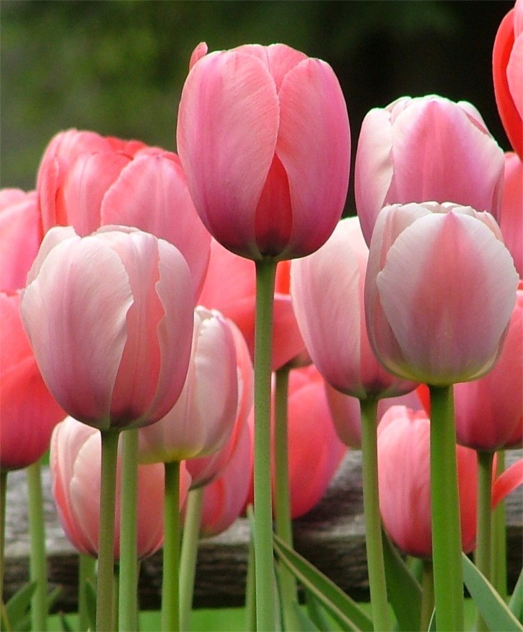 Tulpen Pink Impression