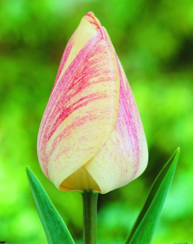 Tulpen Guidosnik