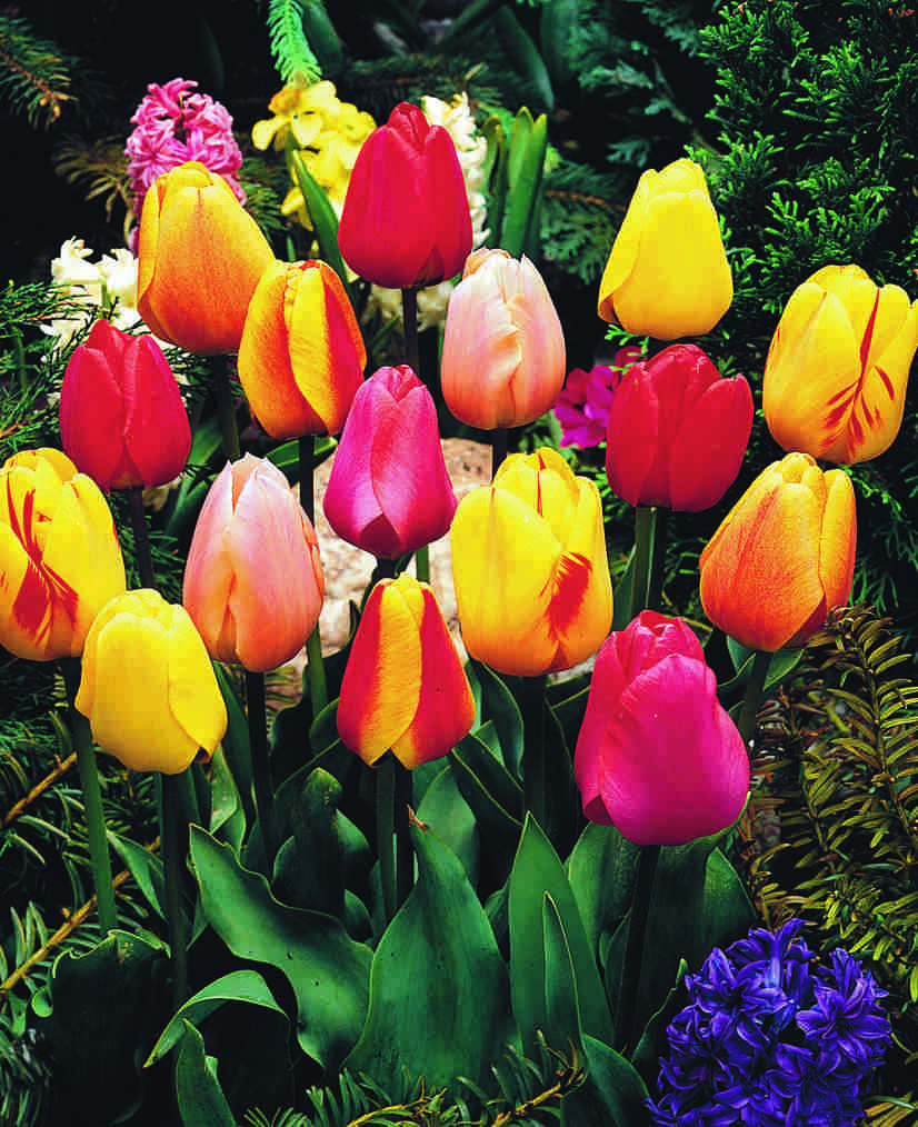 Tulpen Darwin Mix (per veelvouden van 100 stuks) 