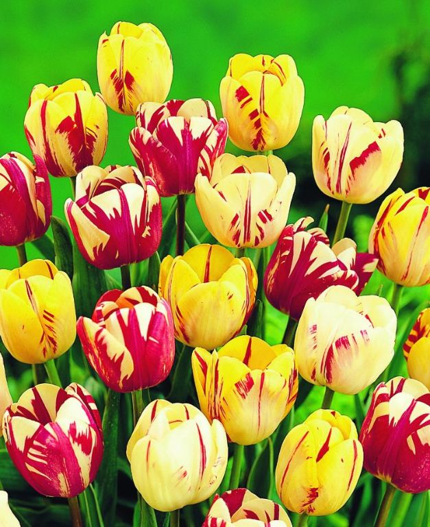 Tulpen Rembrandt Mix (per veelvouden van 100 stuks) 