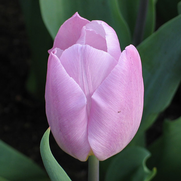 Tulp Candy Prince