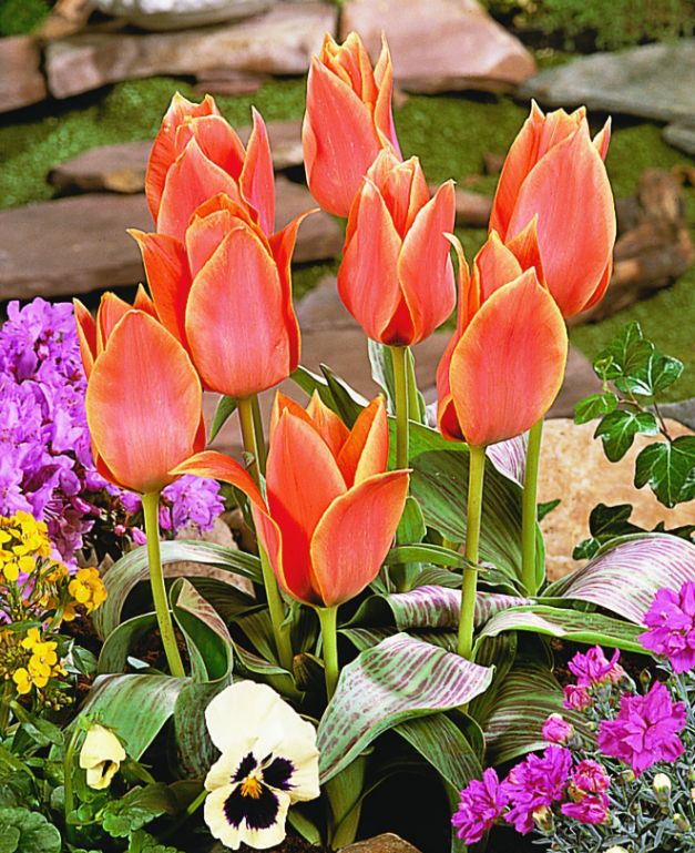 Tulp Calypso