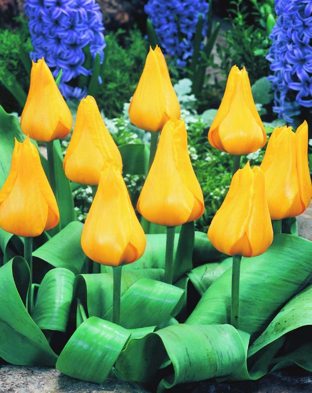 Tulp Gold West