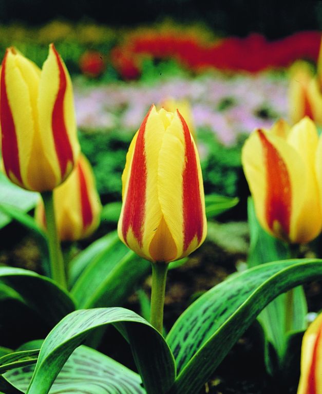 Tulp Glück