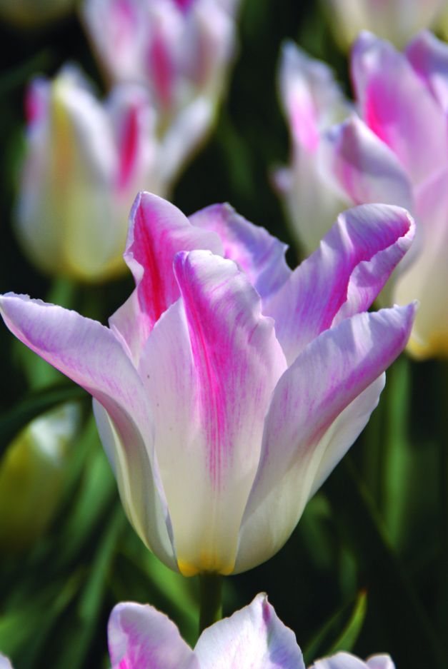 Tulp Holland Chic