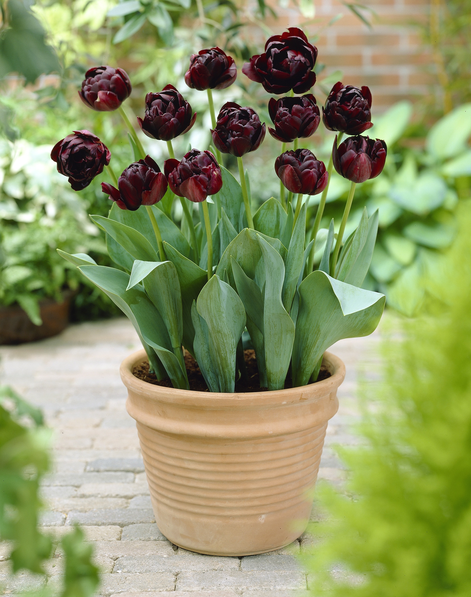 Tulp Black Hero