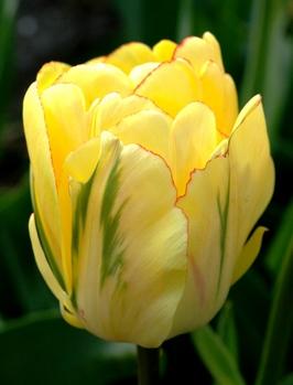 Tulp Akebobo