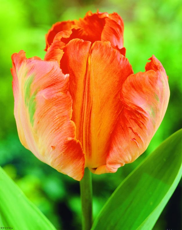 Tulp Orange Favourite